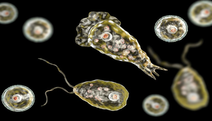 amoebic enciphilities