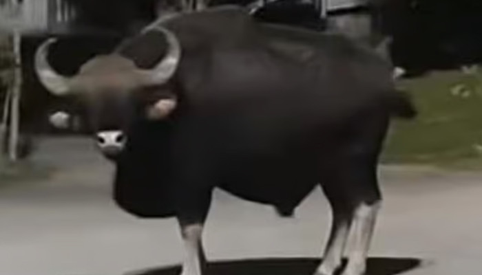 buffello